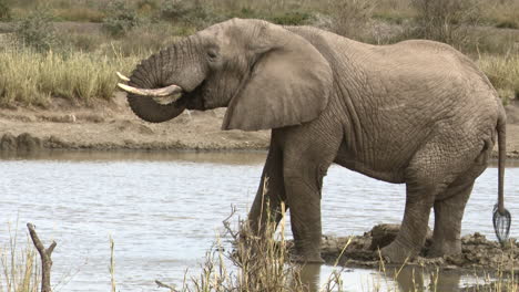 Toro-Elefante-Africano-Bebiendo-Del-Lago