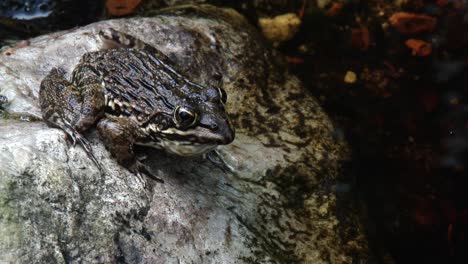 A-large-frog-leaps-off-a-rock-next-to-a-pool-of-water,-close-up