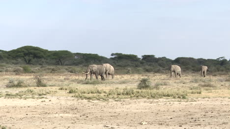 African-elephant--four-bulls-walking-in-line