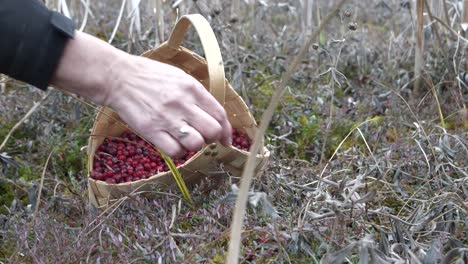 Hand-of-person-picking-cranberries-to-small-basket-in-forestry-landscape,-close-up-view