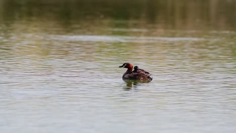 Red-neck-Little-Grebe-mother-has-a-tiny-dabchick-on-the-back-floating-on-a-lake-in-Lat-Krabang,-Bangkok,-Thailand
