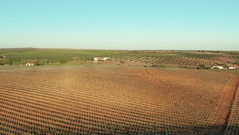 Hilly-olive-grove-of-freshly-harvested-trees-during-the-summer,-Europe