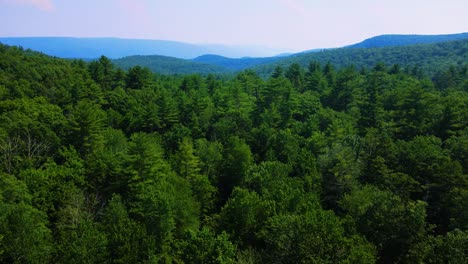 Aerial-drone-video-footage-of-a-coniferous-pine-forest-in-the-Catskill-Mountains-during-summer
