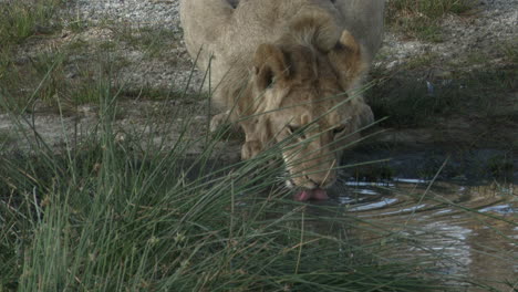 African-lion-juvenile-male-drinking-from-a-small-pond,-Ngorongoro-C