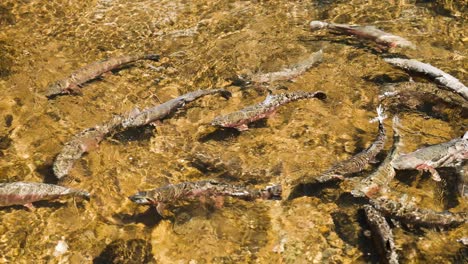 Adult-Rainbow-Trout-fish-swimming-in-crystal-clear-fresh-water,-spawning-ground