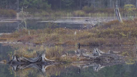 Zooming-Out-Shot-Of-A-Canada-Goose-Standing-On-A-Island-Then-Swimming