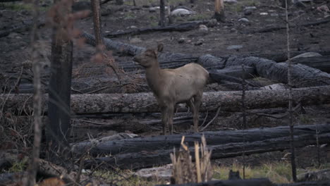 Young-rocky-mountain-elk-calf-eating-in-remains-from-forest-fire,-4K
