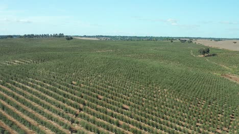 Agriculture-field-with-olive-groves-in-a-typical-idyllic-European-background