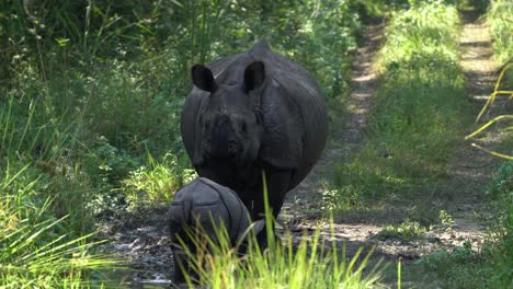 A-female-one-horned-rhino-and-its-baby-on-a-dirt-road-in-the-jungle