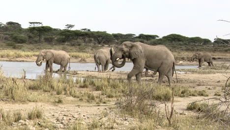 Afrikanische-Elefantengruppe-Von-Stieren,-Die-Aus-Dem-See-Trinken