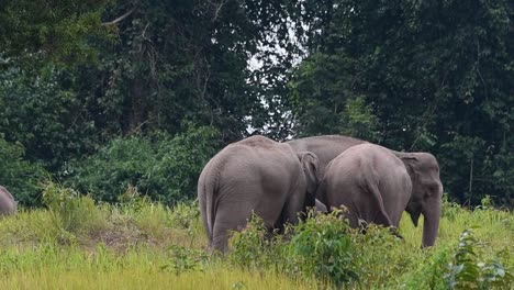 An-individual-on-the-right-seen-bringing-food-into-its-mouth-with-its-trunk-as-the-group-keeps-the-young-in-between,-Indian-Elephant,-Elephas-maximus-indicus,-Thailand