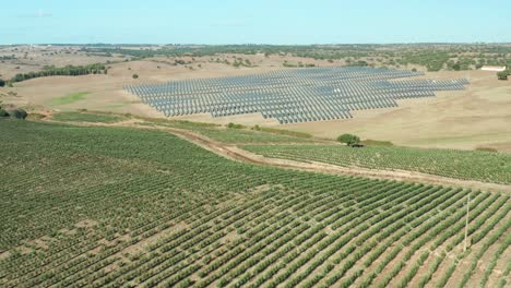 Technified-olive-plantation-with-artificial-irrigation-powered-by-solar-energy