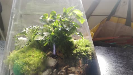 Glass-flask-natural-moss-terrarium-miniature-growing-botanical-ecosystem-close-tracking-left-shot