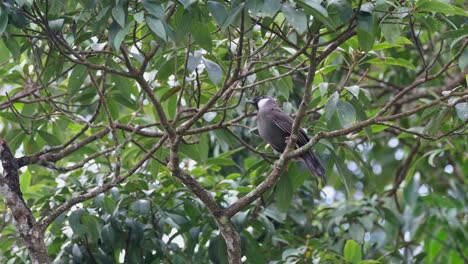 Neugierig-Nach-Oben-Und-Unten-Und-Herum-Schauend,-Schwarzkehl-lachdrossel,-Pterorhinus-Chinensis,-Khao-Yai-Nationalpark,-Thailand
