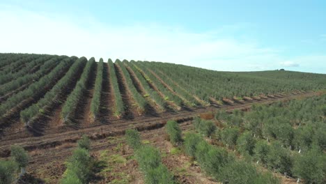 Olive-tree-plantation-furrows-for-agribusiness-in-Alentejo,-Portugal