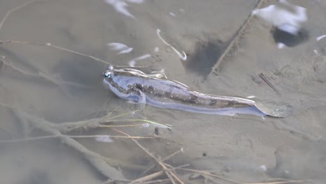 Close-up-shot-of-mudskipper-at-Gaomei-wetland-preservation-area-which-possesses-diverse-habitats-for-organisms,-including-grass-marshes,-sands,-mud-flats-and-low-tidal-zones,-Taichung,-Taiwan