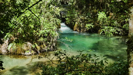 Vacío-Idílico-Río-Tarawera-Que-Fluye-Entre-Un-Denso-Parque-Nacional-En-Un-Día-Soleado---Kawerau,nz