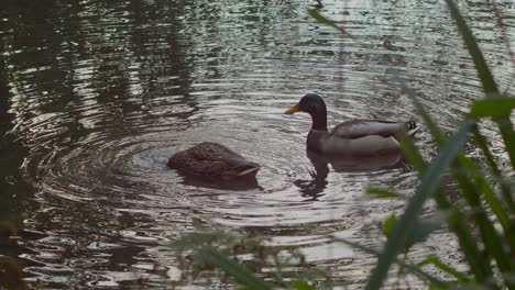 Zwei-Enten-In-Einem-See-Tauchen-Unter-Wasser-Und-Füttern-Mit-Grünem-Gras-Im-Vordergrund