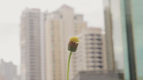 -Static-view-of-a-beautiful-white-Daisy-with-a-little-pink,-isolated-with-blur-image-of-sky-scraper-in-the-background-in-a-bright-sunny-day