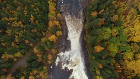 Top-down-bird's-view-of-a-creek-flowing-through-the-colorful-autumn-forest