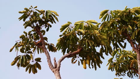 Bottom-up-shot-of-gran-canarian-tree-with-rare-leaves-against-blue-sky-in-summer