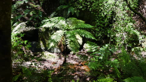 Langsame-Schwenkaufnahme-Einer-Exotischen-Farnpflanze,-Die-Im-Tiefen-Dschungel-Von-Neuseeland-Wächst,-Nahaufnahme