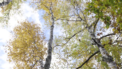 Wunderschöner-Schwenk-Aus-Niedrigem-Winkel-Auf-Die-Hohen-Bäume,-Die-Im-Herbst-Ihre-Farben-ändern