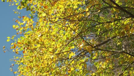 Yellow-tree-in-the-wind-fall-season-4K