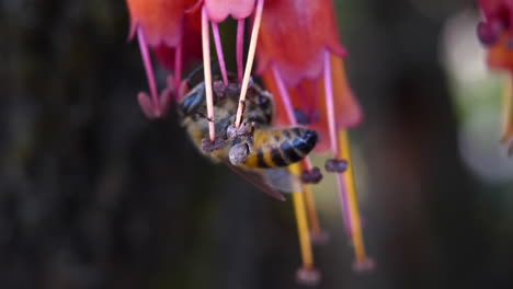Nahaufnahme-Einer-Afrikanischen-Biene,-Die-Nektar-Mit-Pollenkörben-An-Den-Beinen-Sammelt