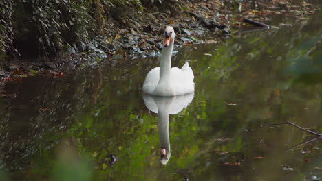 A-Beautiful-Graceful-White-Swan-Isolated-in-a-Lake-with-Reflection