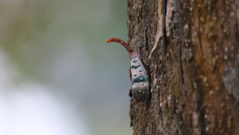Seen-on-the-bark-of-a-tree-with-its-head-jutting-out-while-it-moves-gently-side-ways,-Lanternfly,-Pyrops-ducalis-Sundayrain,-Khao-Yai-National-Park,-Thailand