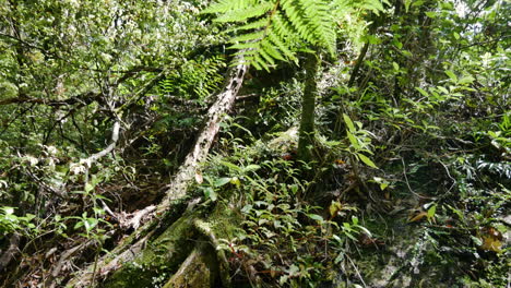 Slow-pan-shot-of-dense-growing-plants-and-large-roots-of-tree-in-deep-jungle-of-New-Zealand