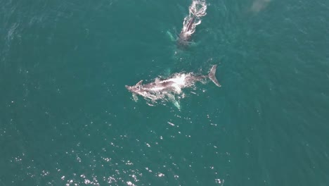 Young-humpback-whale-calf-and-adult-whales-surfacing-in-ocean,-4K-aerial-view