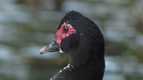 Closeup-Portrait-Of-A-Drake-Duck-Against-Bokeh-Backdrop