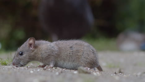 Wild-Gray-Rodent-Feeds-On-Forest-Ground-During-Daytime