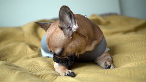 Adorable-brown-french-bulldog-with-big-ears-lying-on-bed-and-licking-his-feet