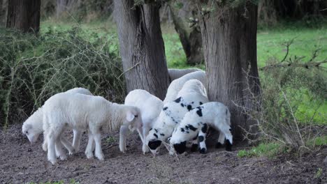 Cute-flock-of-lambs-grazing-close-to-each-other-under-trees-in-Sardinia,-Italy