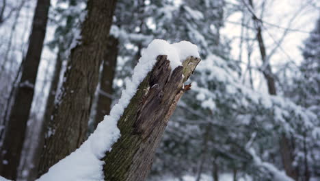 pan-shot-in-winter-in-front-of-a-wood-chuck-with-snow-on-top