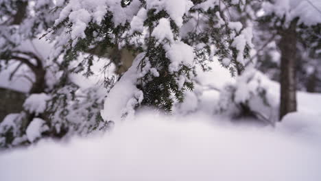 pan-shot-in-winter-in-front-of-a-pine-tree-covered-in-snow