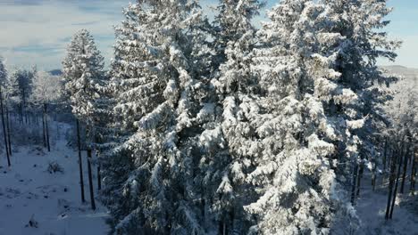 Vista-Aérea-Ascendente-De-árboles-Cubiertos-De-Nieve-En-Invierno,-Alpes-Europeos-En-El-Fondo-Lejano