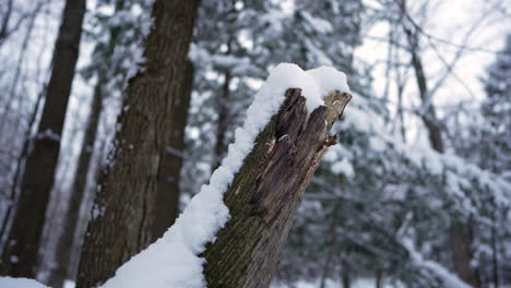 pan-shot-in-winter-in-front-of-a-wood-chuck-with-snow-on-top