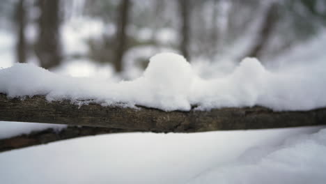 pan-shot-in-winter-in-front-of-a-tree-branch-with-snow-on-it