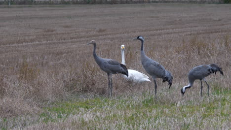 White-swans-and-black-cranes-on-Scandinavian-meadow