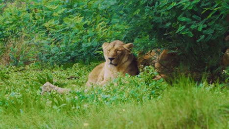 lioness-resting-under-green-shady-bushes-and-fresh-breeze,-static-shot