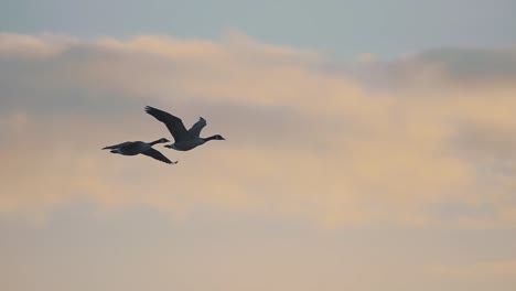Two-geese-flying-with-beautiful-sunset-sky-in-the-background