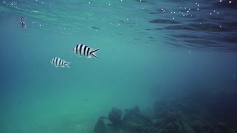 Striped-Scissortail-Sergeant-Fish-Beneath-The-Deep-Blue-Ocean-Surface