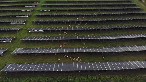 Aerial-of-industrial-solar-panel-station-with-long-rows-of-power-supply-reflective-absorbing-renewable-energy-at-sunset-with-sheep-grazing-between-the-installations
