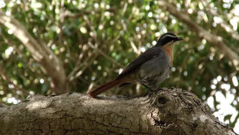 A-Cape-robin-chat-with-an-insect-in-it's-beak-perched-on-a-tree-branch