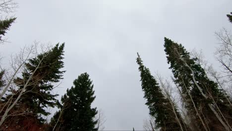 Beautiful-shot-looking-up-at-tall-looming-pine-trees-and-aspens-on-an-overcast-gloomy-day-in-Colorado