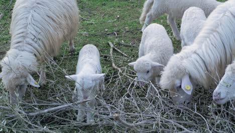 Slow-motion-shot-of-cute-lambs-and-ewes-eating-leaves-from-branches-outside-in-Sardinia,-Italy